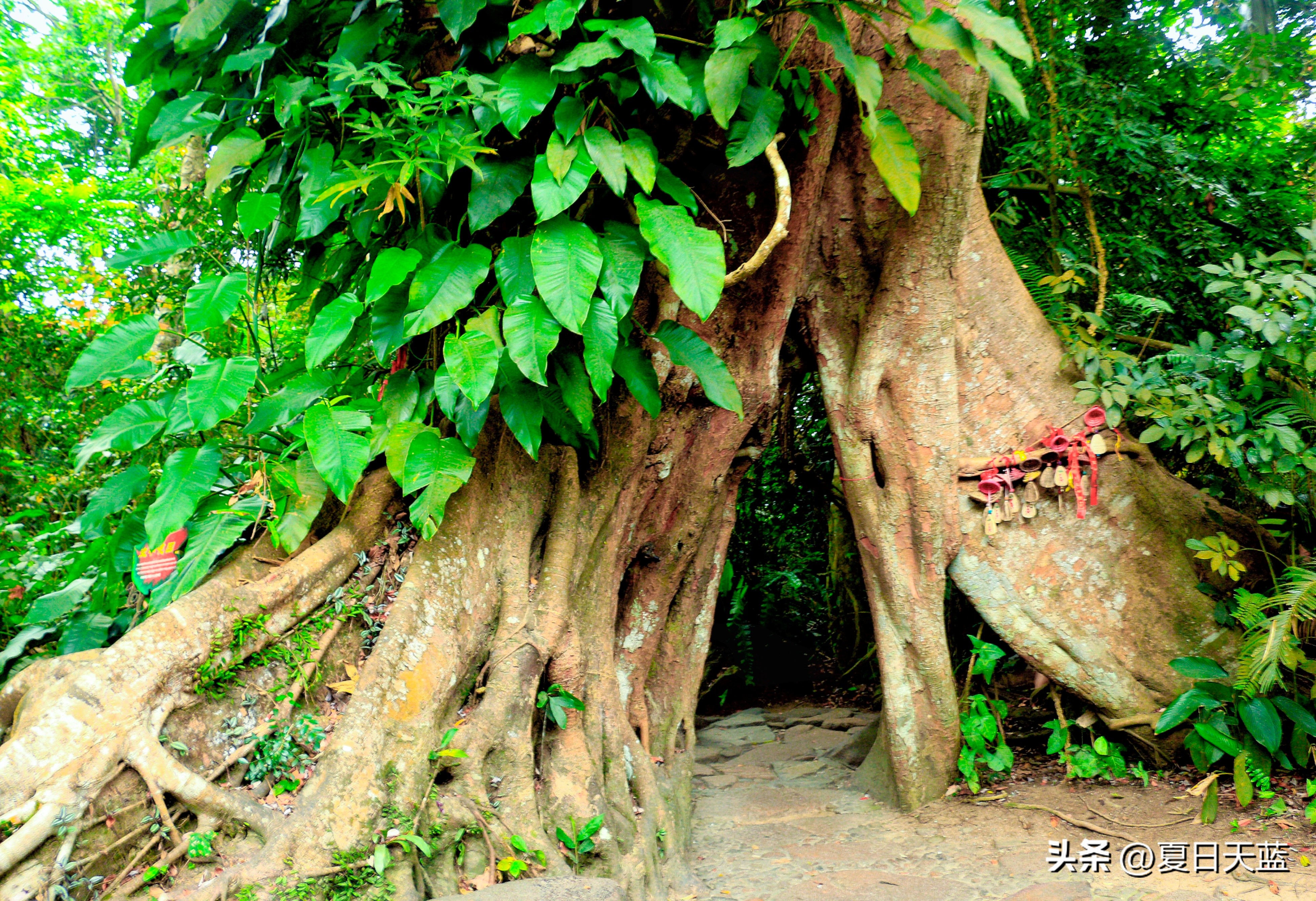 三亚度假最佳选择,三亚度假正确打开方式