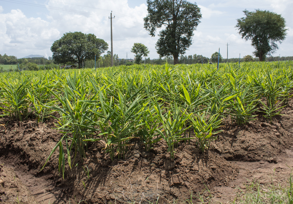 生姜收获方法和技巧,生姜晚采收还是早采收好