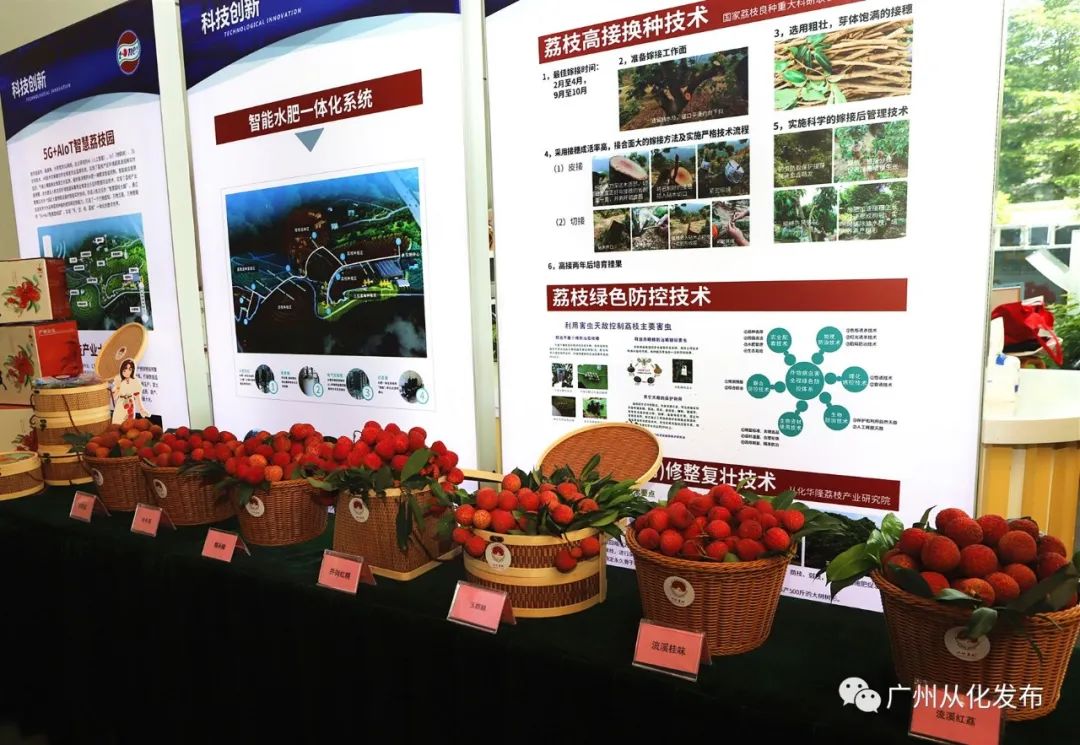 从化荔枝旅游节活动策划,关于广州增城荔枝节