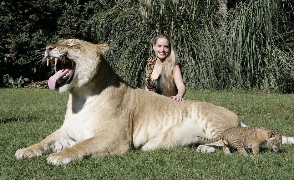野生双峰骆驼和家养骆驼有何区别,野骆驼和骆驼是一个物种吗