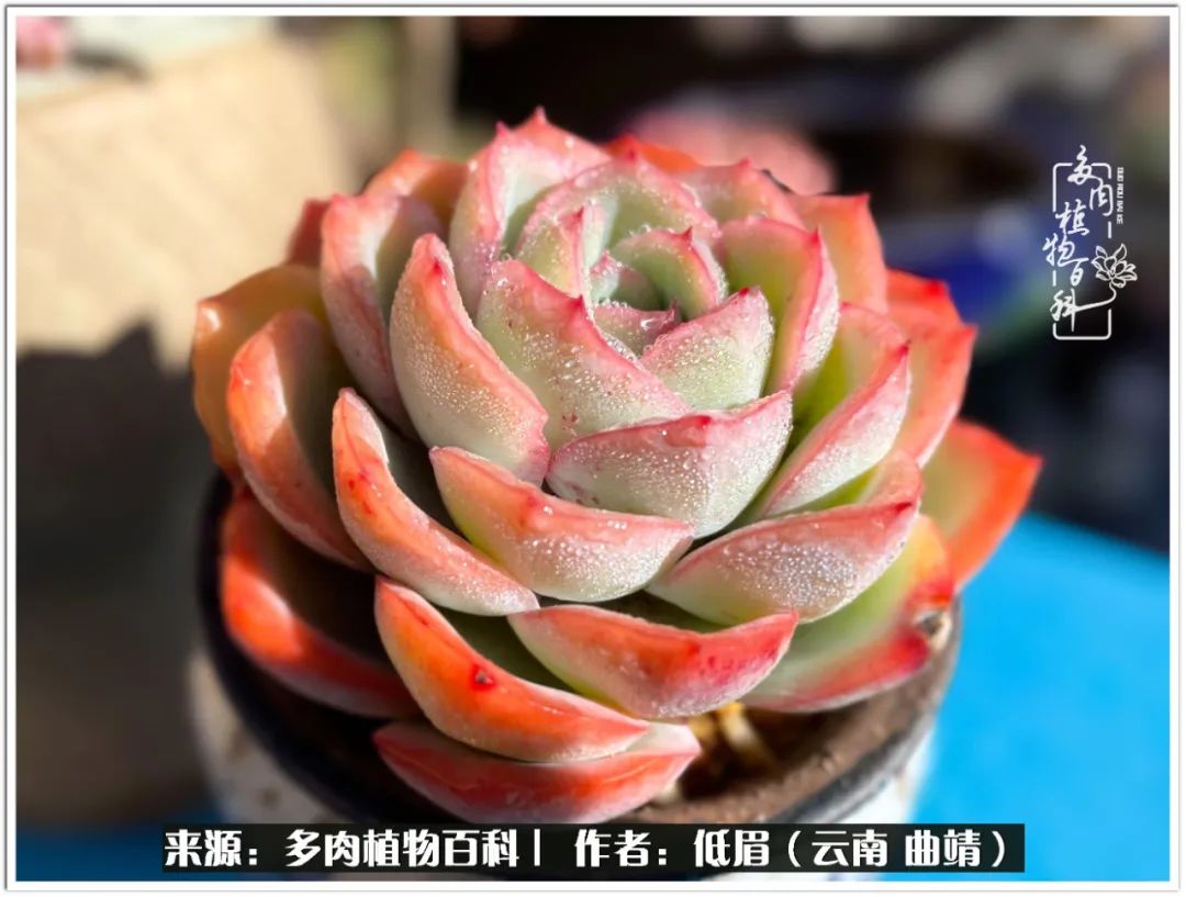 玉露多肉冬季分盆,玉露多肉怎样才能晶莹剔透