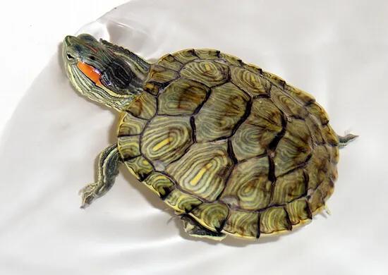 新手养龟推荐品种带价格,新手养龟最好养什么龟30块钱以内