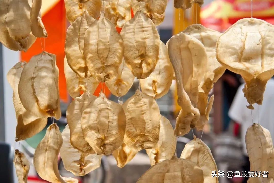 鱼胶长虫了,鱼胶长霉了怎么办