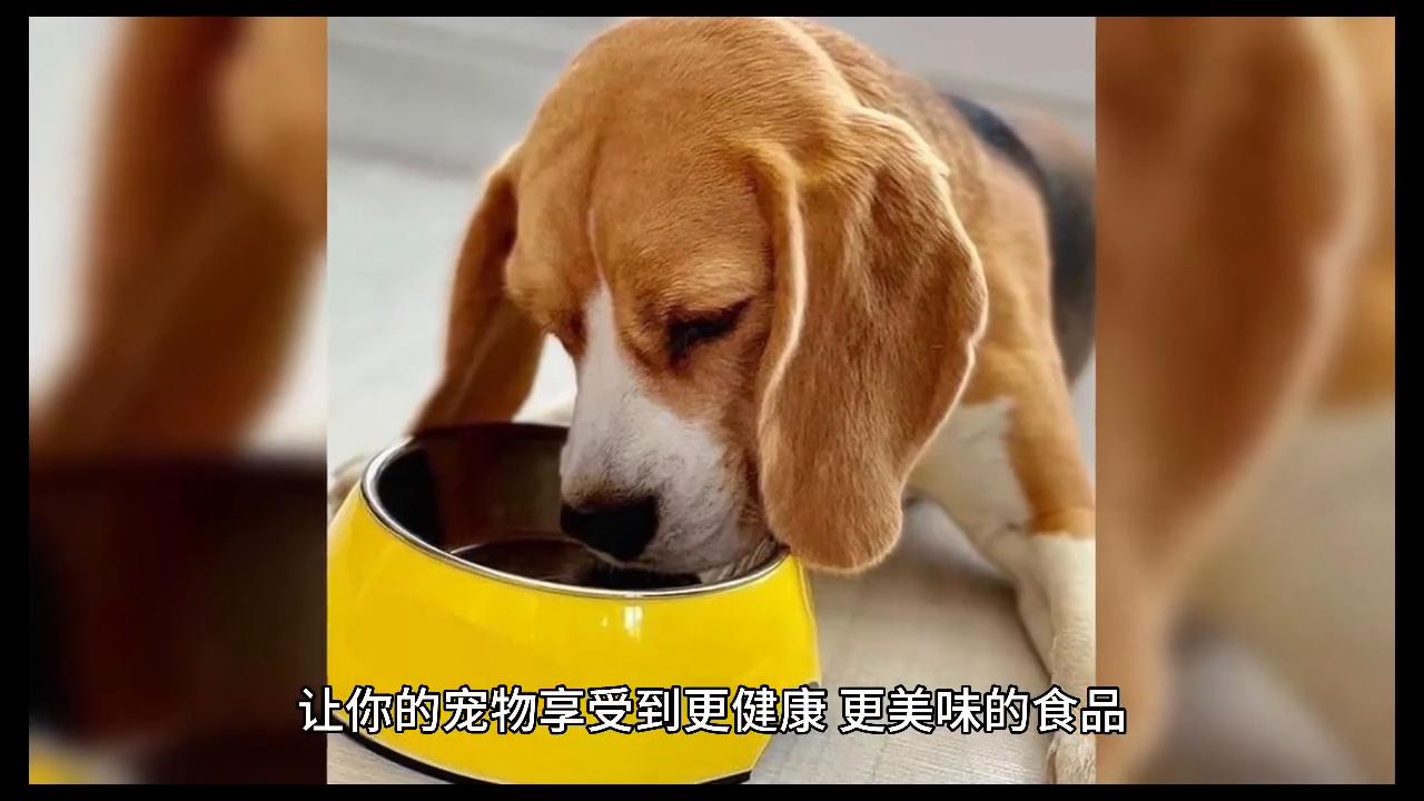 狗狗视频,狗狗可爱小视频