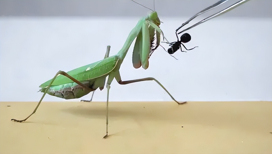 蛇有寿命为啥野外看不到死蛇,蛇活百年为蟒