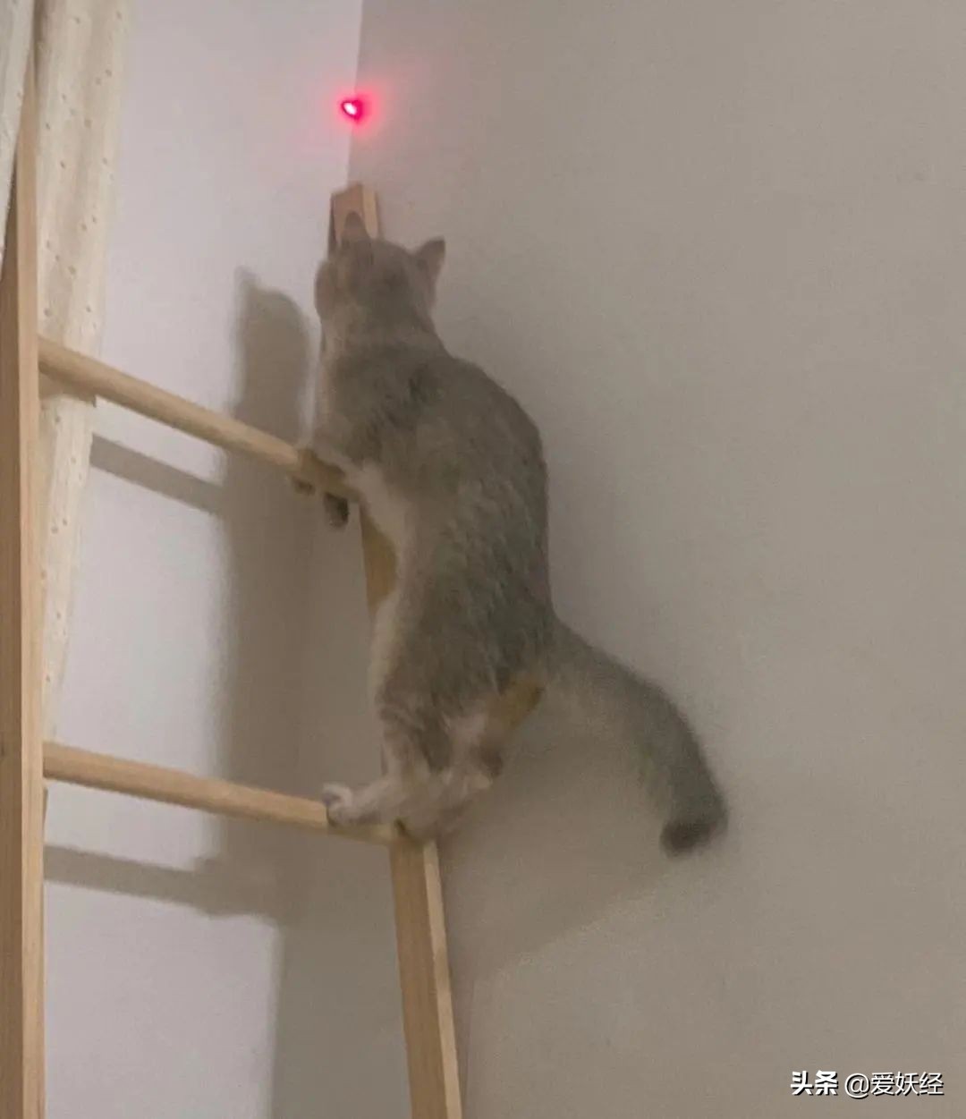 红狗小绿罐怎么样,月销量1000算不算冷门车