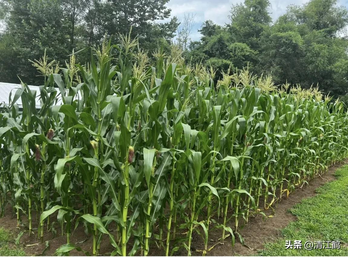 人称“蜂花醇”，有“9大增产用途”，对照使用，可提质增效