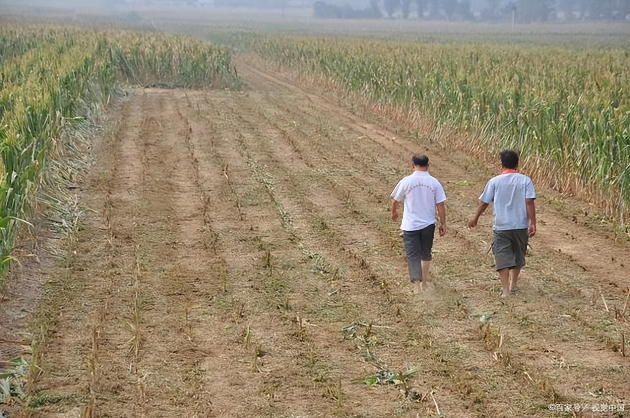 农村土地承包有前景吗,土地承包种什么最有前景
