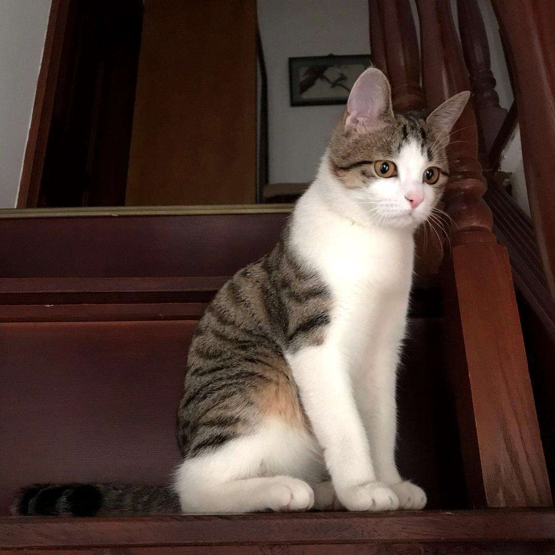 猫咪社会化训练教学完整版,猫咪社会化训练需要打完疫苗吗