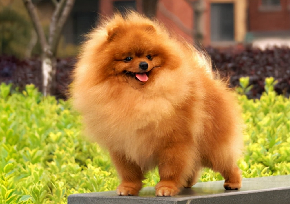 博美犬为什么不建议养在家里,博美犬为什么在家里不敢走动