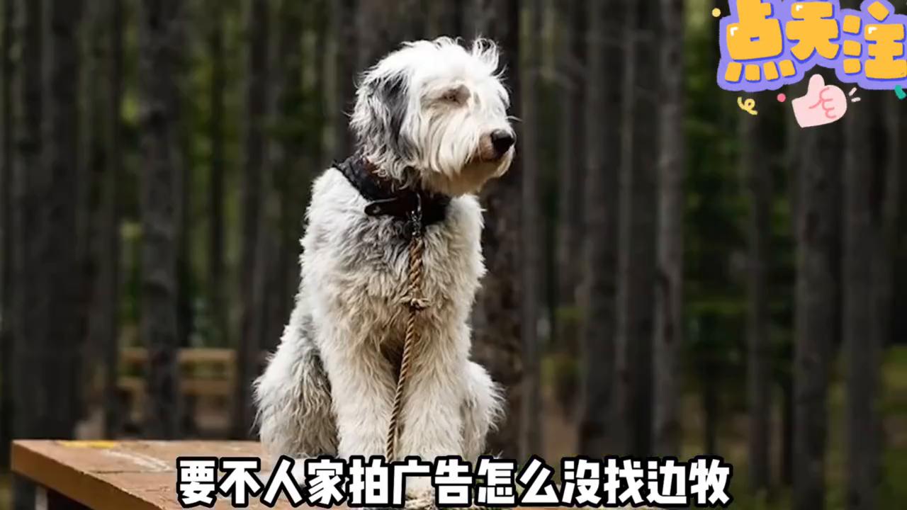 英国古代牧羊犬的寿命长吗,英国古代牧羊犬多少钱一只