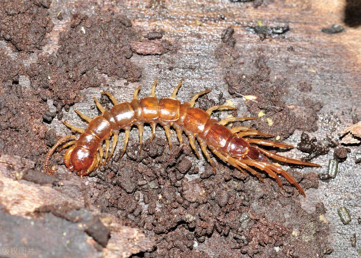 房间里有蜈蚣怎么灭,房间内驱除蜈蚣最有效方法