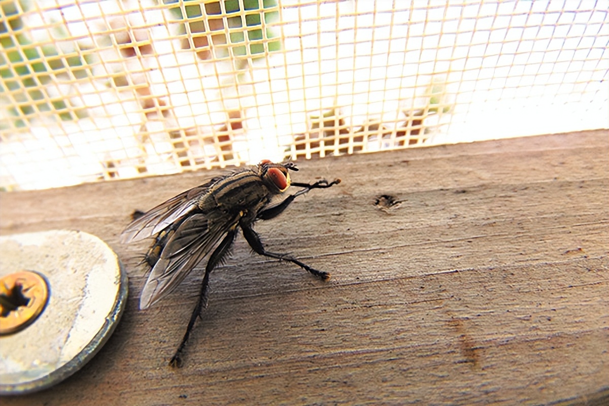 家里很多苍蝇小虫子怎么办,商场苍蝇怎么驱赶最有效的方法