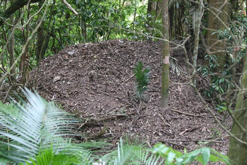 世界上最大鸟巢,世界最大的鸟巢排名