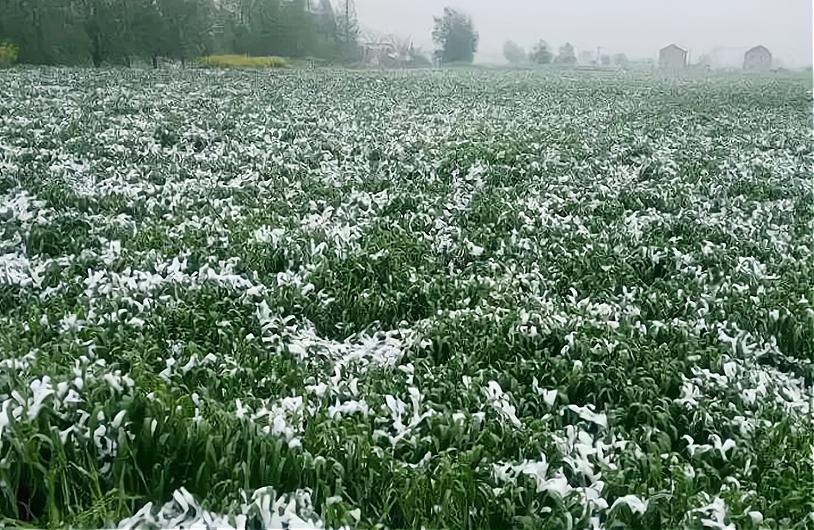 2023年春节是什么样的,2023年春节有什么不一样的