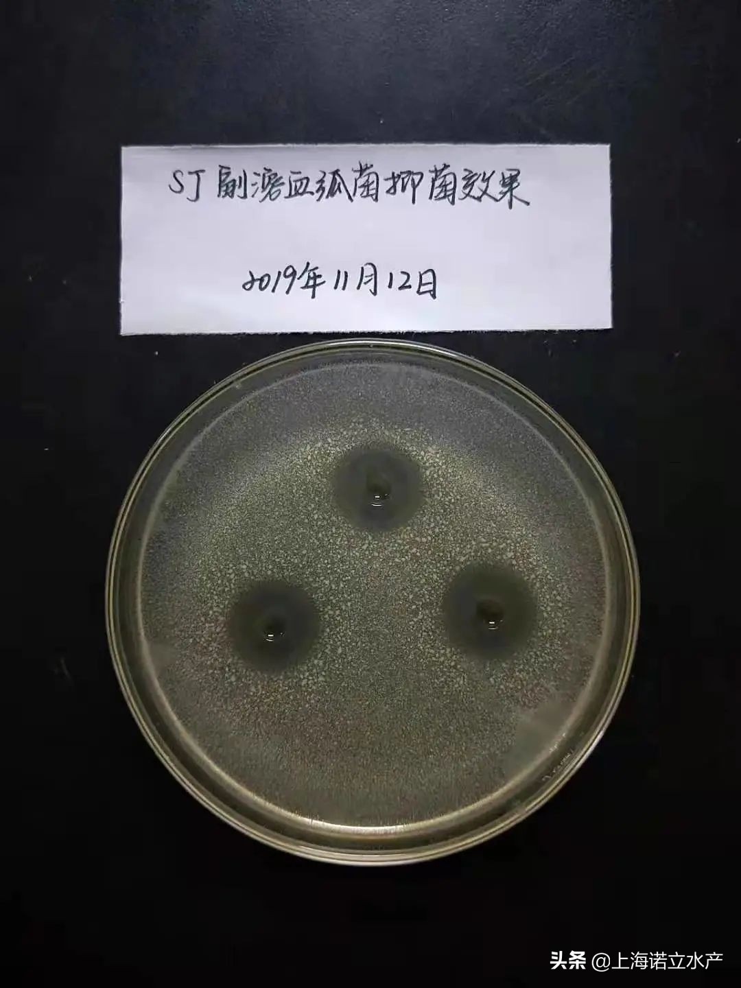 如何判断虾有没有弧菌了,为什么养虾弧菌越杀越多