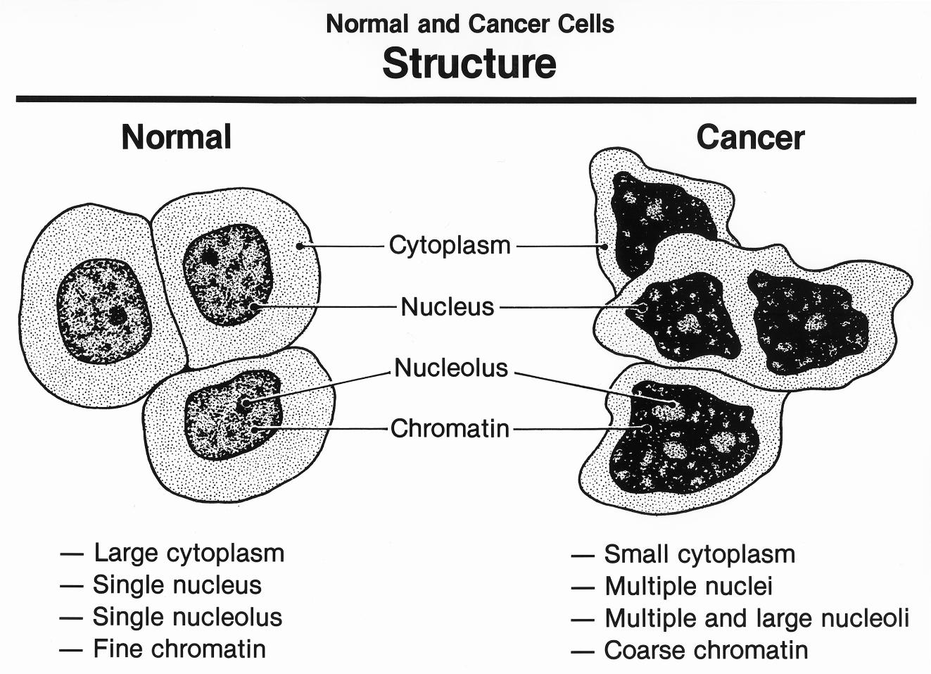 埃本拜尔斯为什么会反反复复发烧,埃本拜尔斯喝了几年