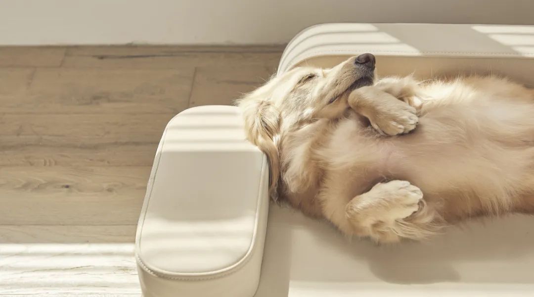 2022年iF设计奖：宠物用品类