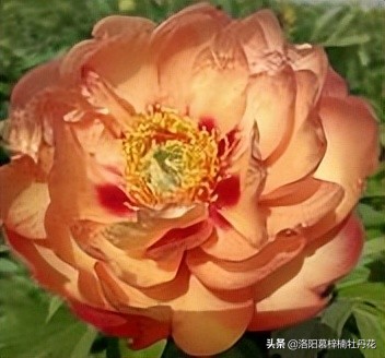 牡丹芍药的种植方法和注意事项,芍药苗子购买