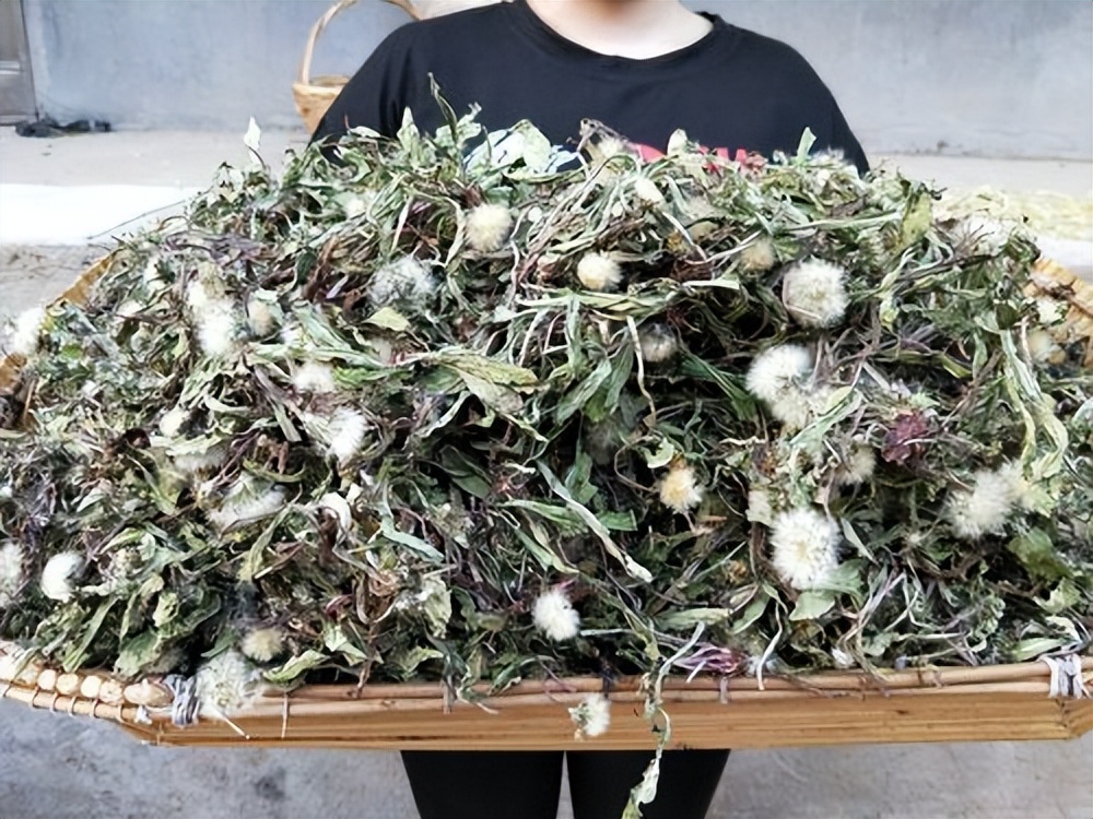 52岁女子坚持喝蒲公英泡水,女子坚持喝蒲公英水3个月