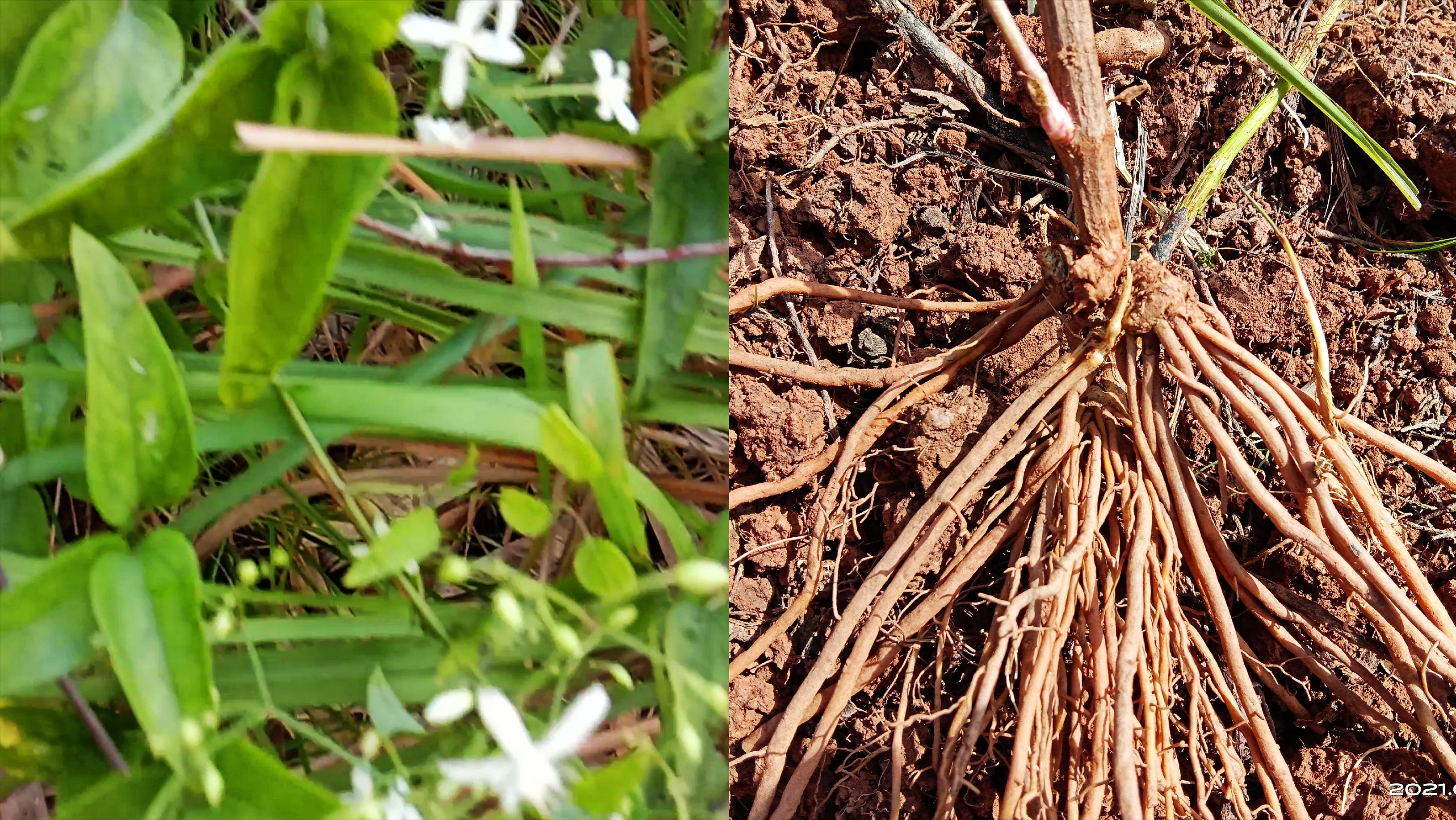 80岁老人脚风湿用什么泡脚,80岁老人泡脚的配方