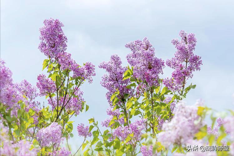 东北有座小城,东北有座城市