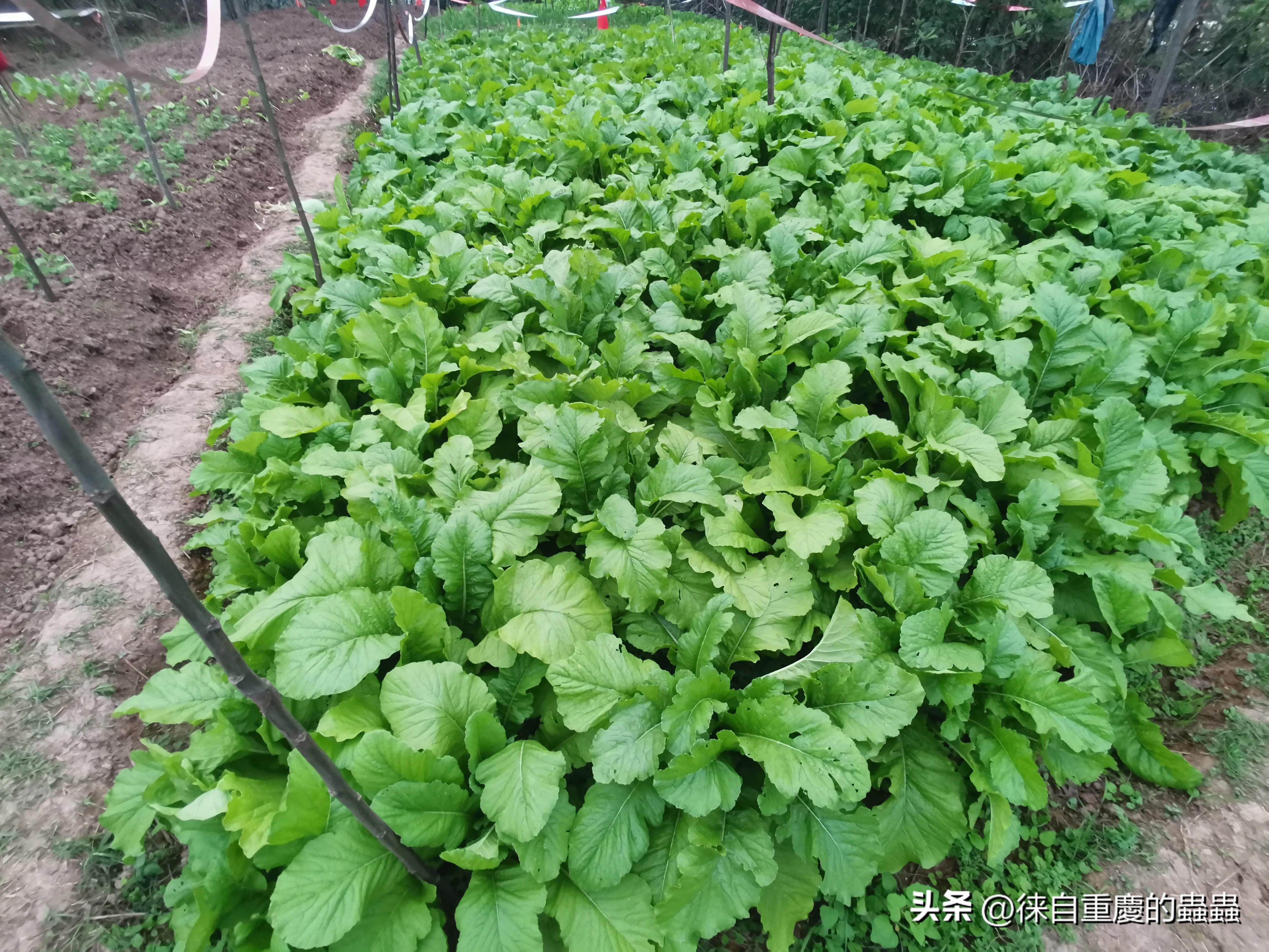 去年在城郊农村租栋破旧民房如今时时感到后悔（四）