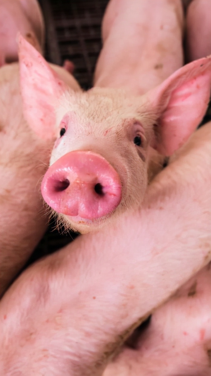 被猪队友拖累的感受,被队友支配的恐惧视频