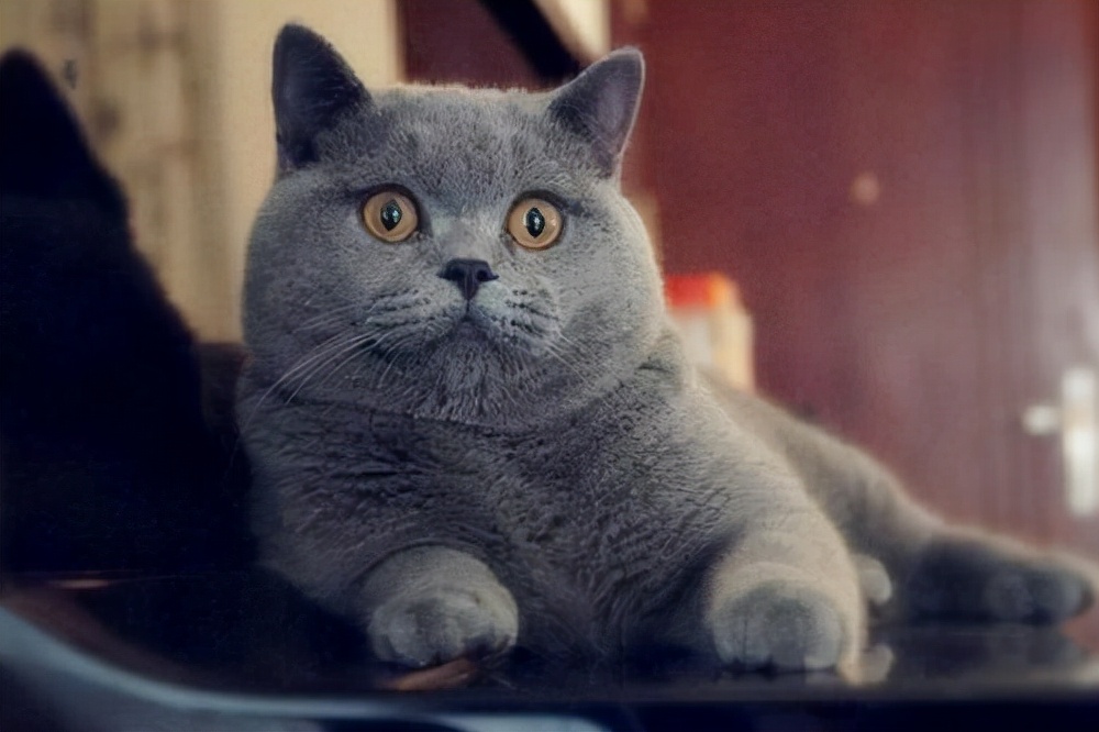 英短蓝猫折耳是不是养不活,英短蓝猫为什么不建议养