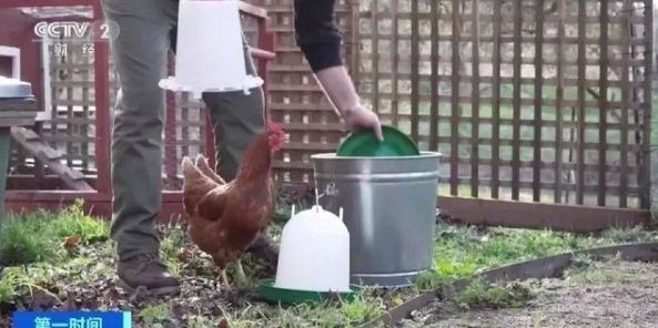 三只鸡月租1200元！美国新业务租母鸡套餐，鸡蛋危机愈演愈烈！