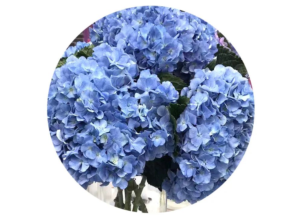 最美邂逅：百合博览园里美不胜收的名贵之花