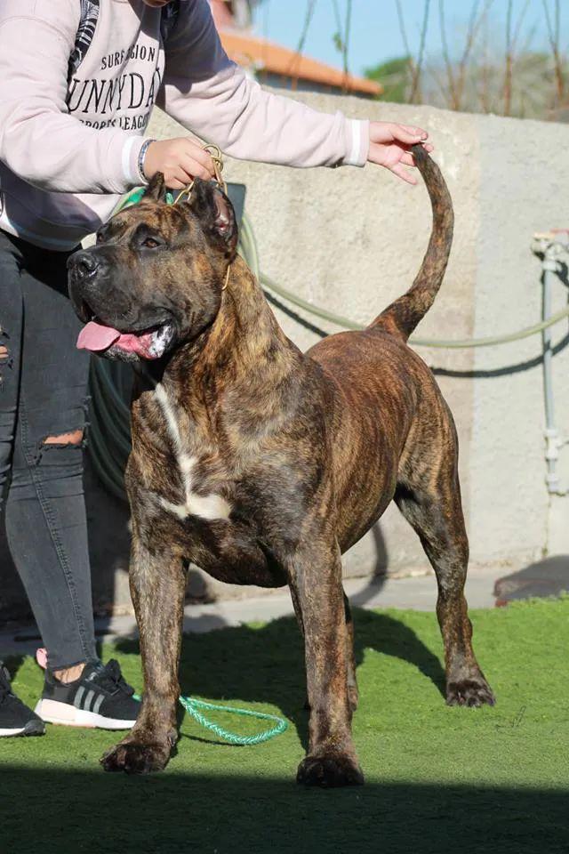 5种禁养的宠物,五种禁养犬