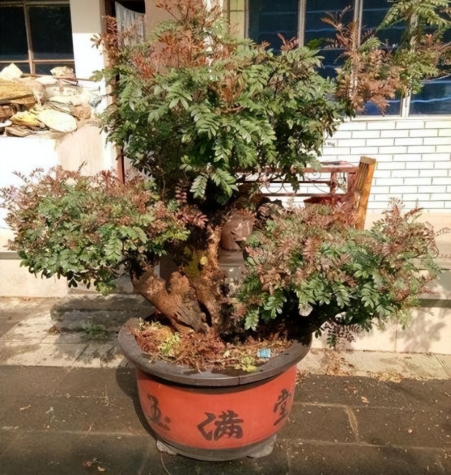 家里养这2种花净化空气带来好运,什么植物去除甲醛还好养大盆