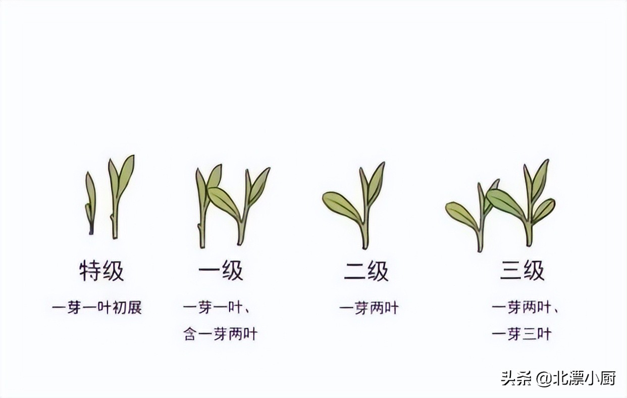 买茶叶如何避坑,买茶叶怎么防止上当