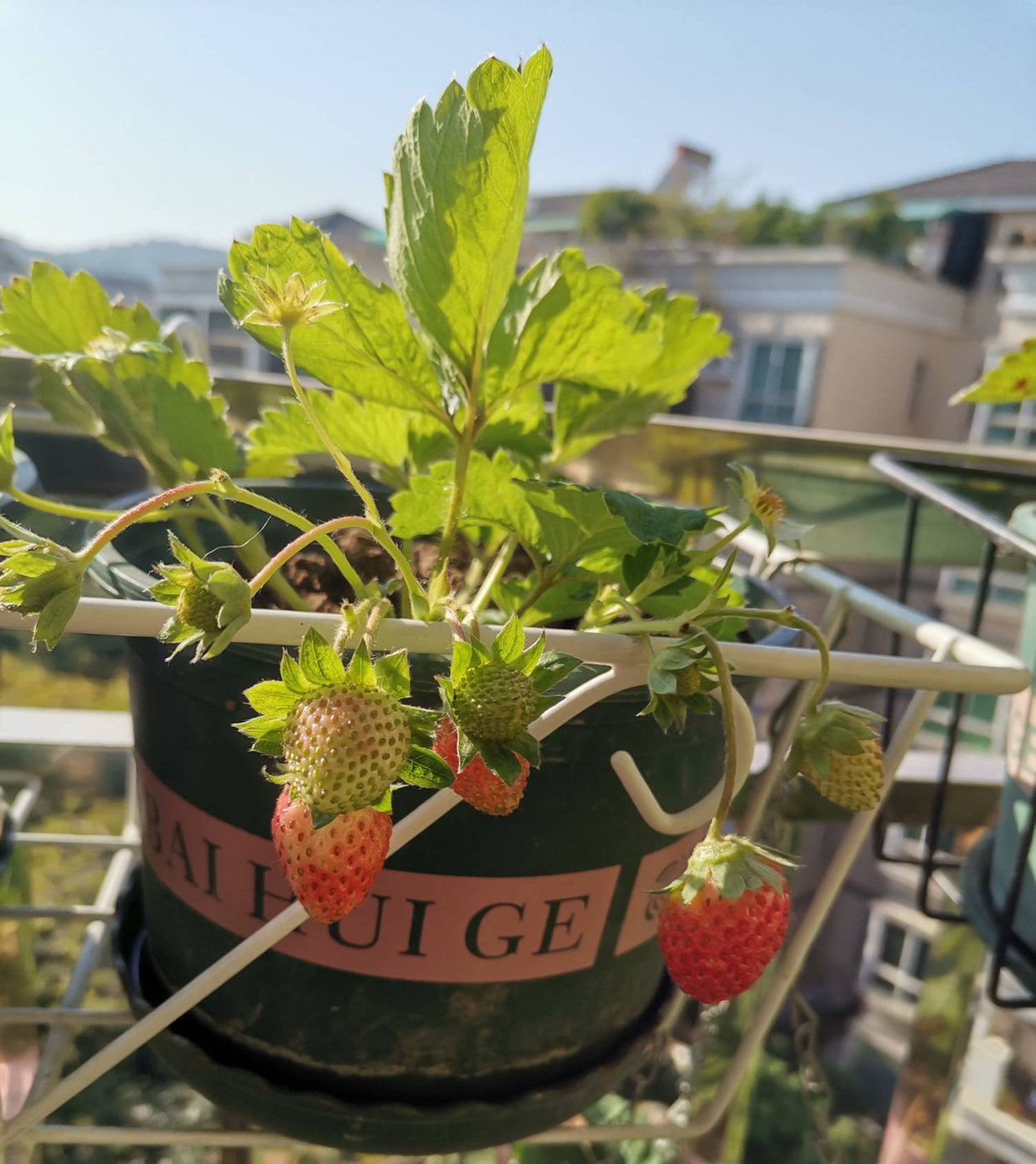 阳台种草莓的技巧和正确方式,在家里阳台种草莓收获时的喜悦