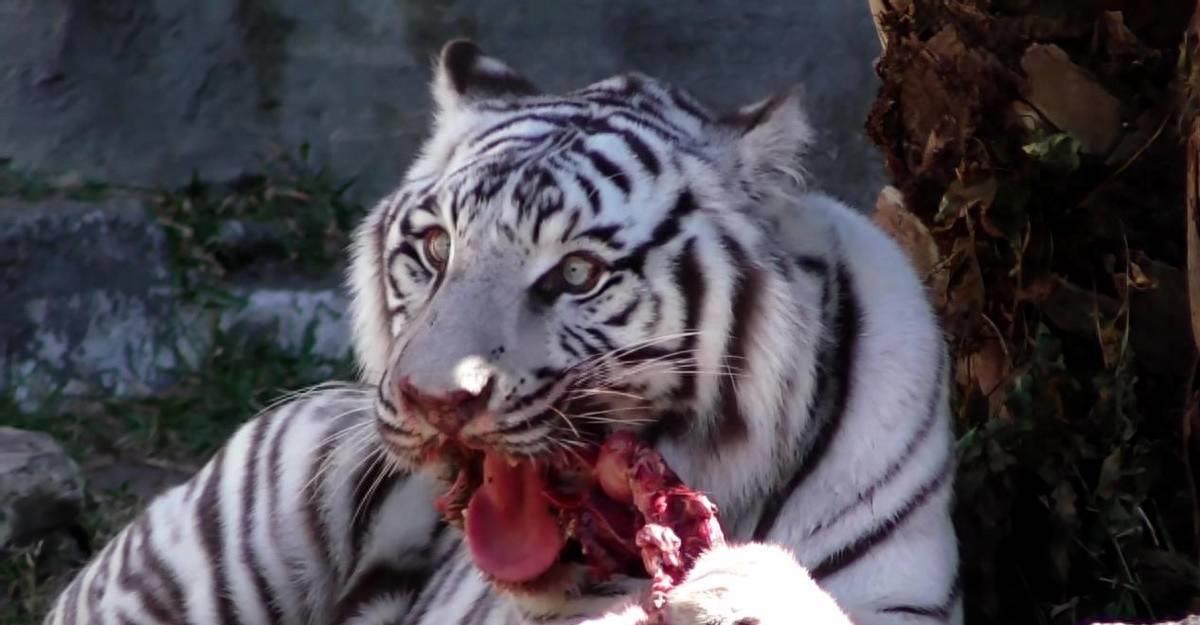 为什么老虎在动物园不能吃猪肉,为何老虎不吃猪肉