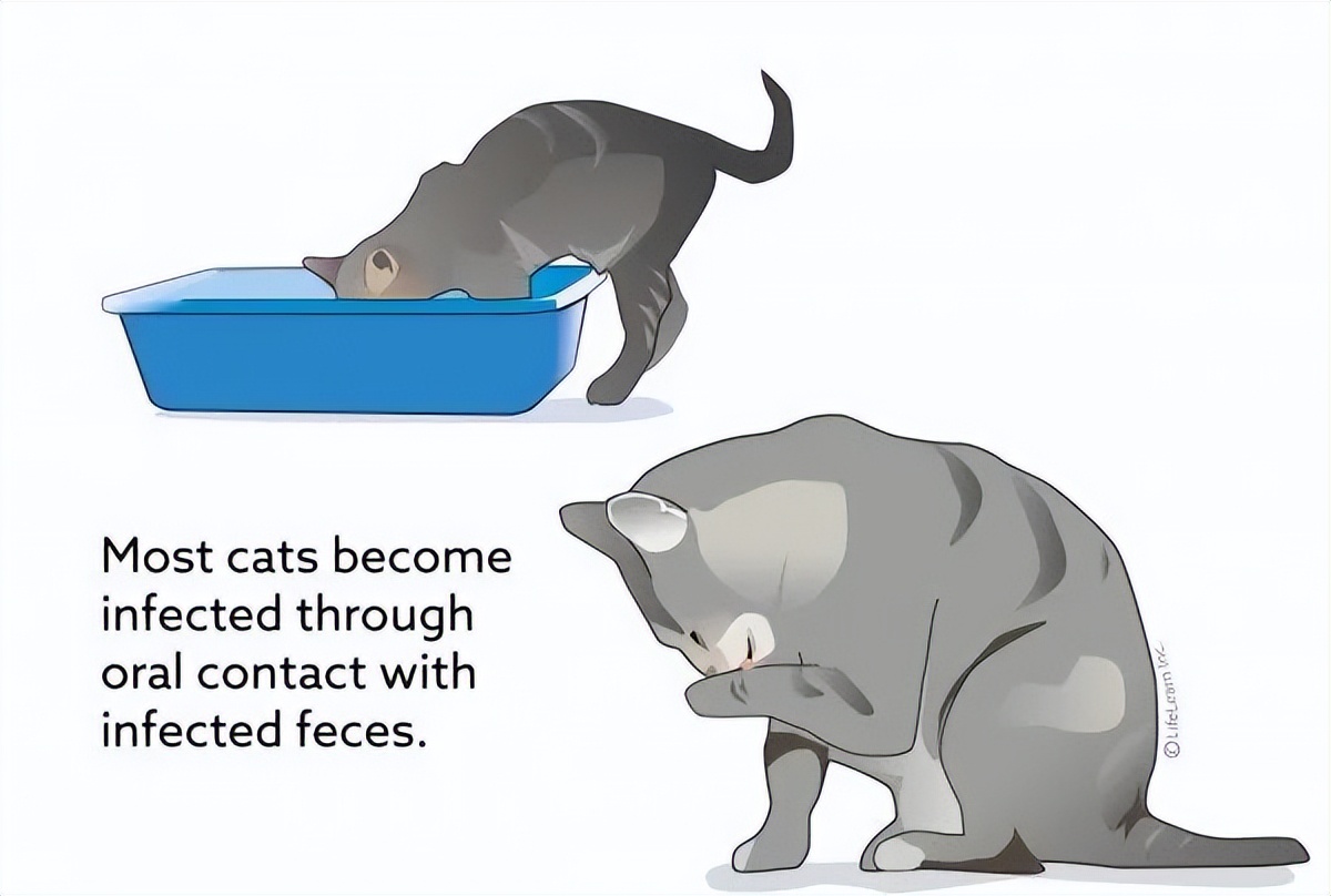 爱它，请不要放弃它！猫传腹不等于判死刑