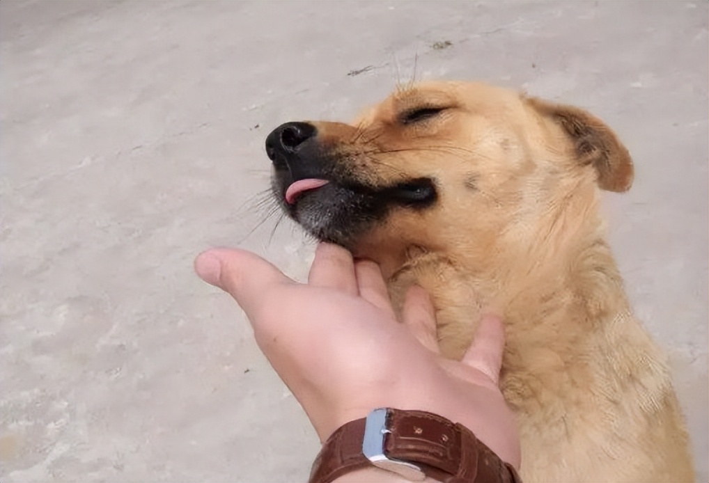 养不熟的狗处理方法,没养过狗的怎么养狗