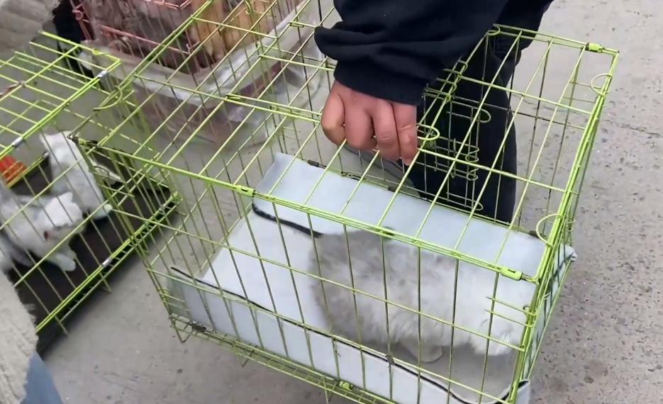 新手买猫去宠物店被老板骗,宠物店买猫被骗了