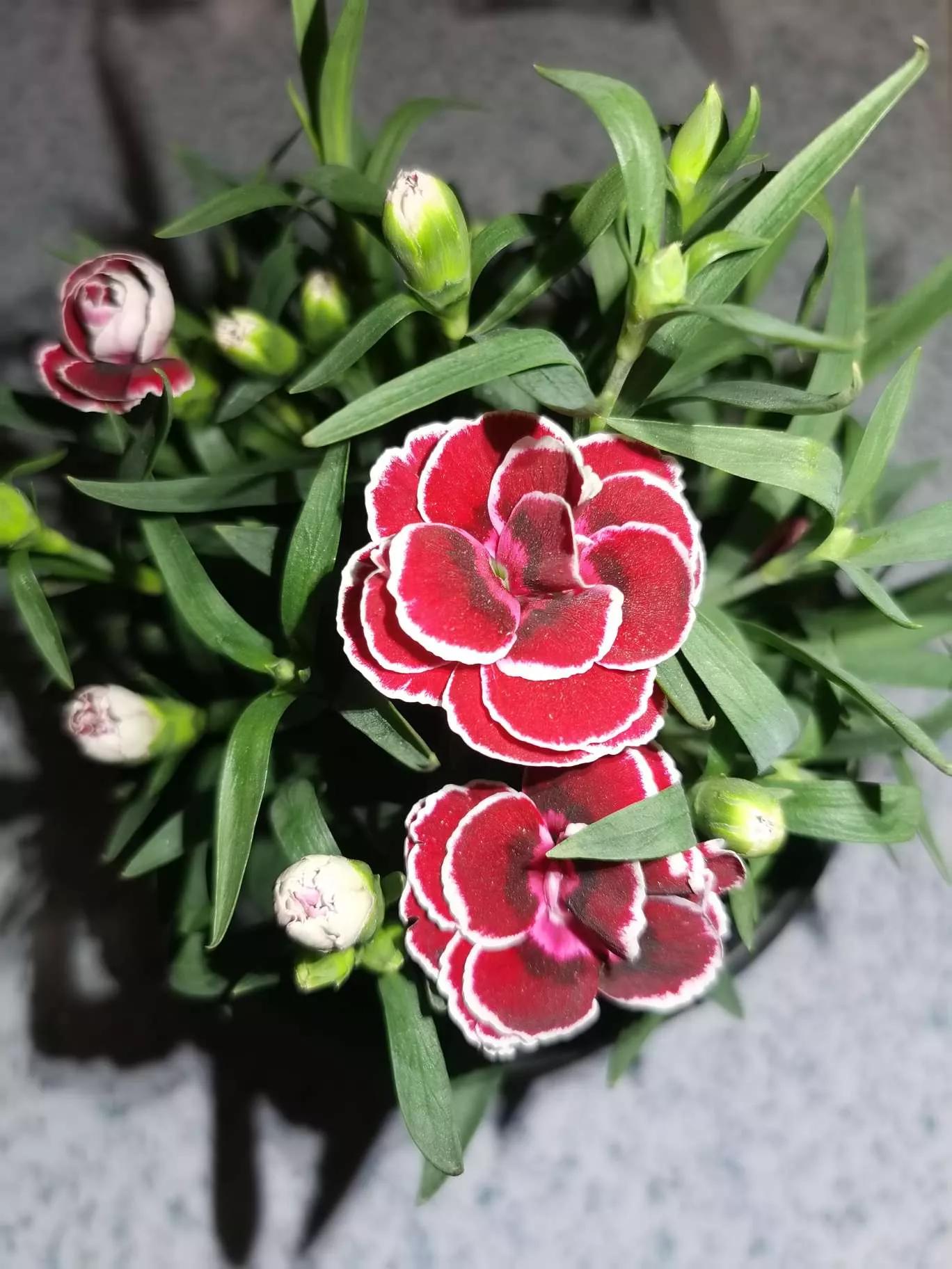 所有花的名称大全,认识各种花的寓意