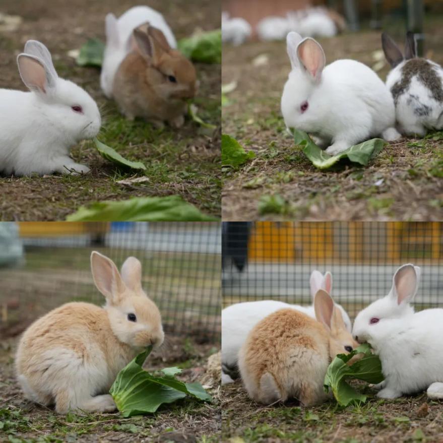 母亲节来打卡|长春电影嘉年华又上新啦！这份攻略请收好→