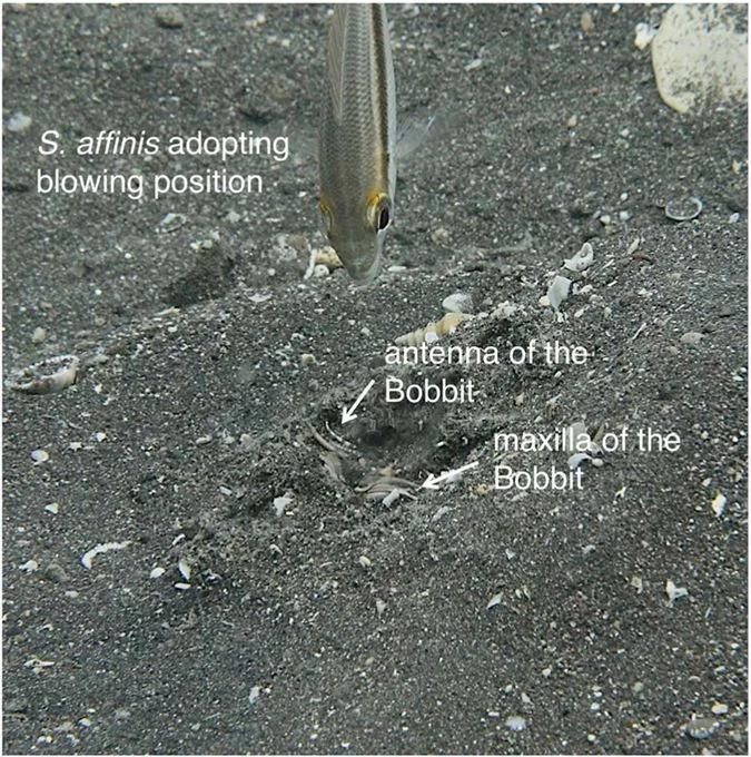 《沙丘》在读者心中留下最深刻印痕的当属气吞山河的沙漠怪物沙虫