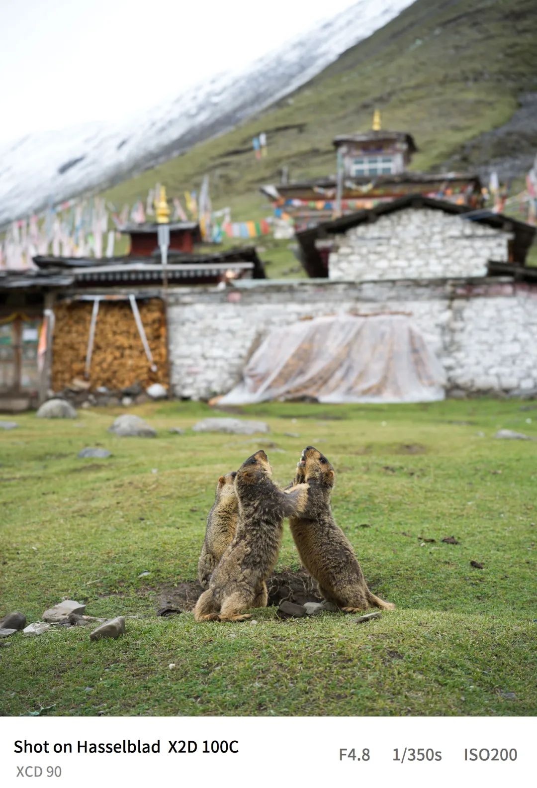 哈苏x2d-100c的三款镜头价格,哈苏x2d100c能不能用佳能ef镜头