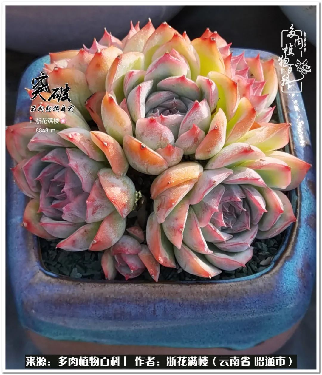 奔跑吧跑步,奔跑吧多肉盆栽