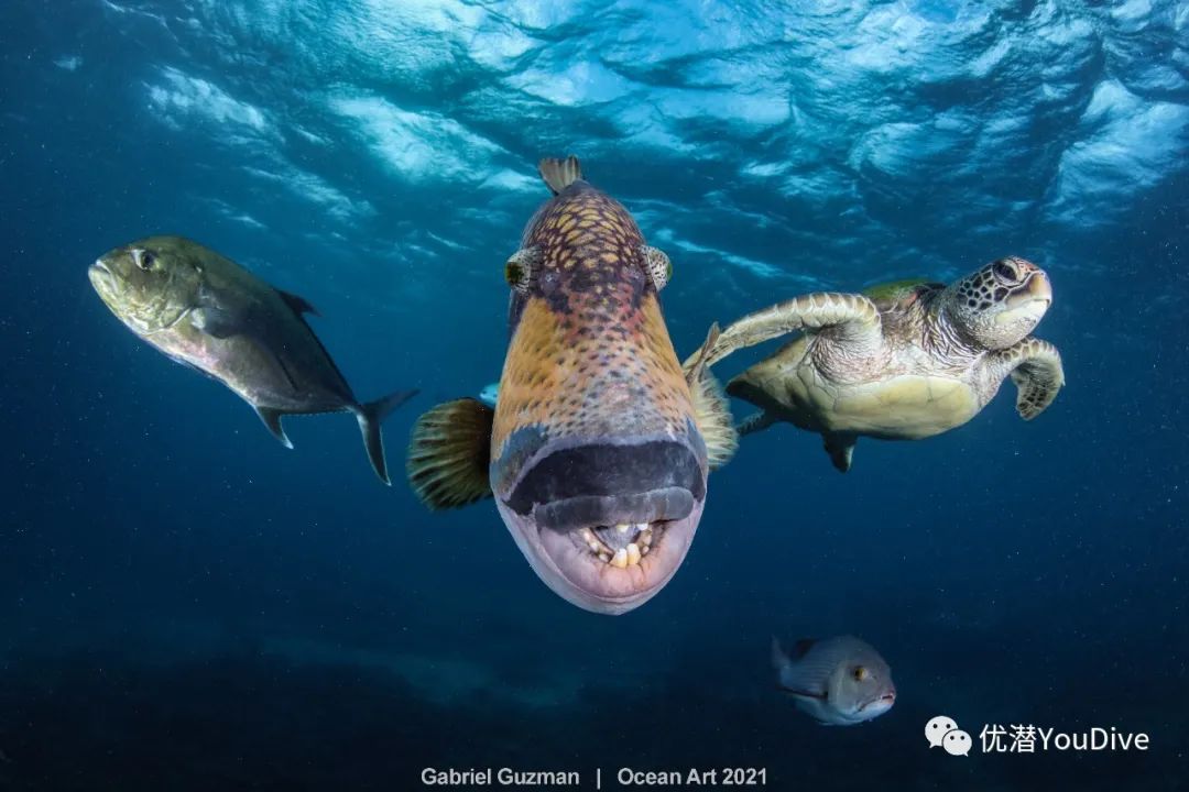 大海水下摄影作品欣赏,oceanart