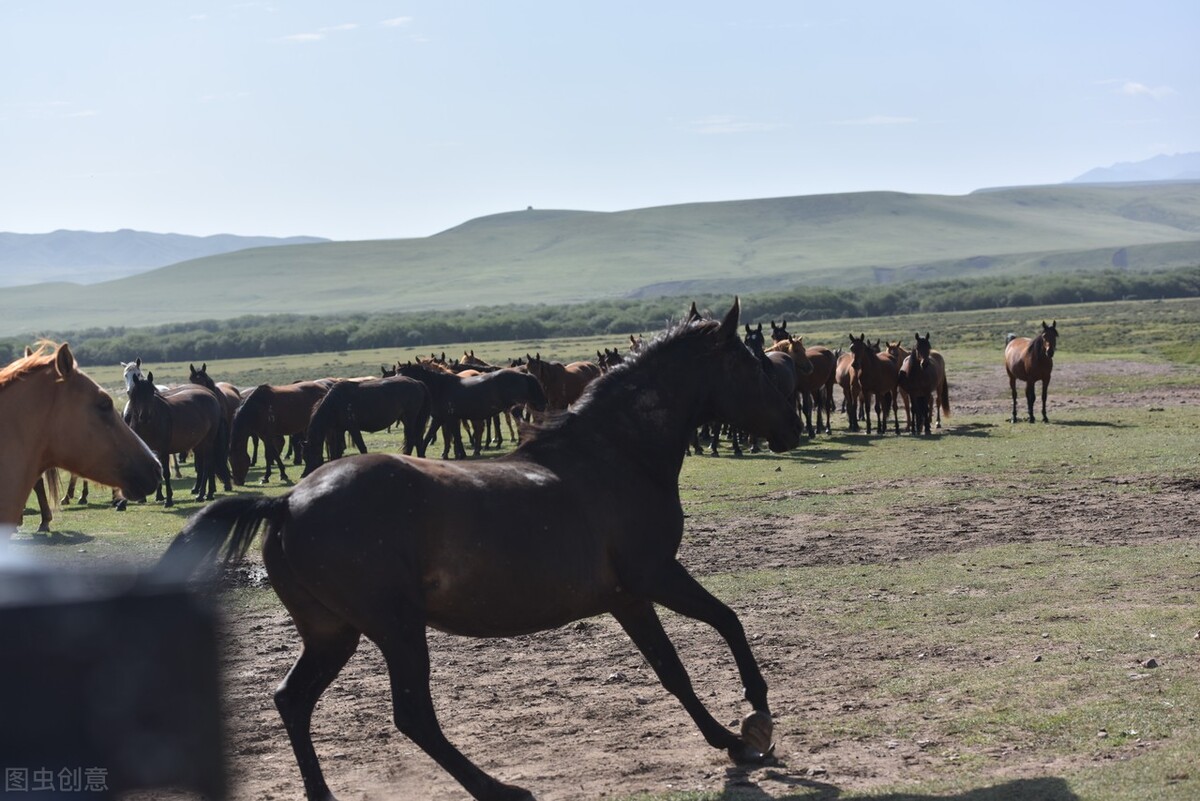 遥远的骑兵——我们的马
