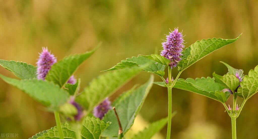 专家又错了,蒙脱石散能否用于甲流腹泻的治疗,哪些中成药可选用