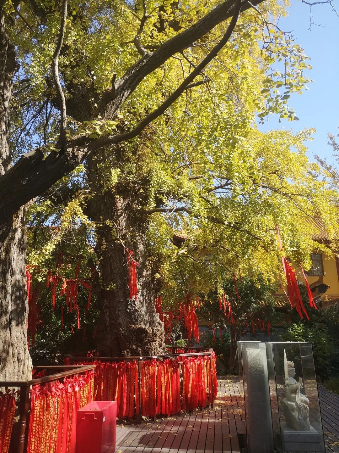 二严寺万佛阁银杏黄啦~古刹银杏，来领取奉贤最禅意的浪漫