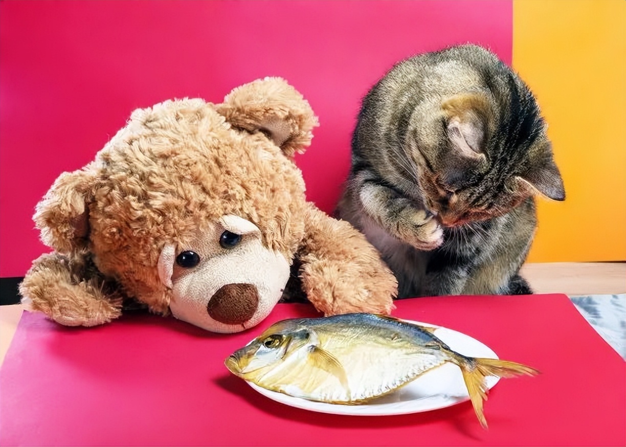 科学养猫攻略之新手养猫注意事项,猫怎么养新手养猫需注意4大问题