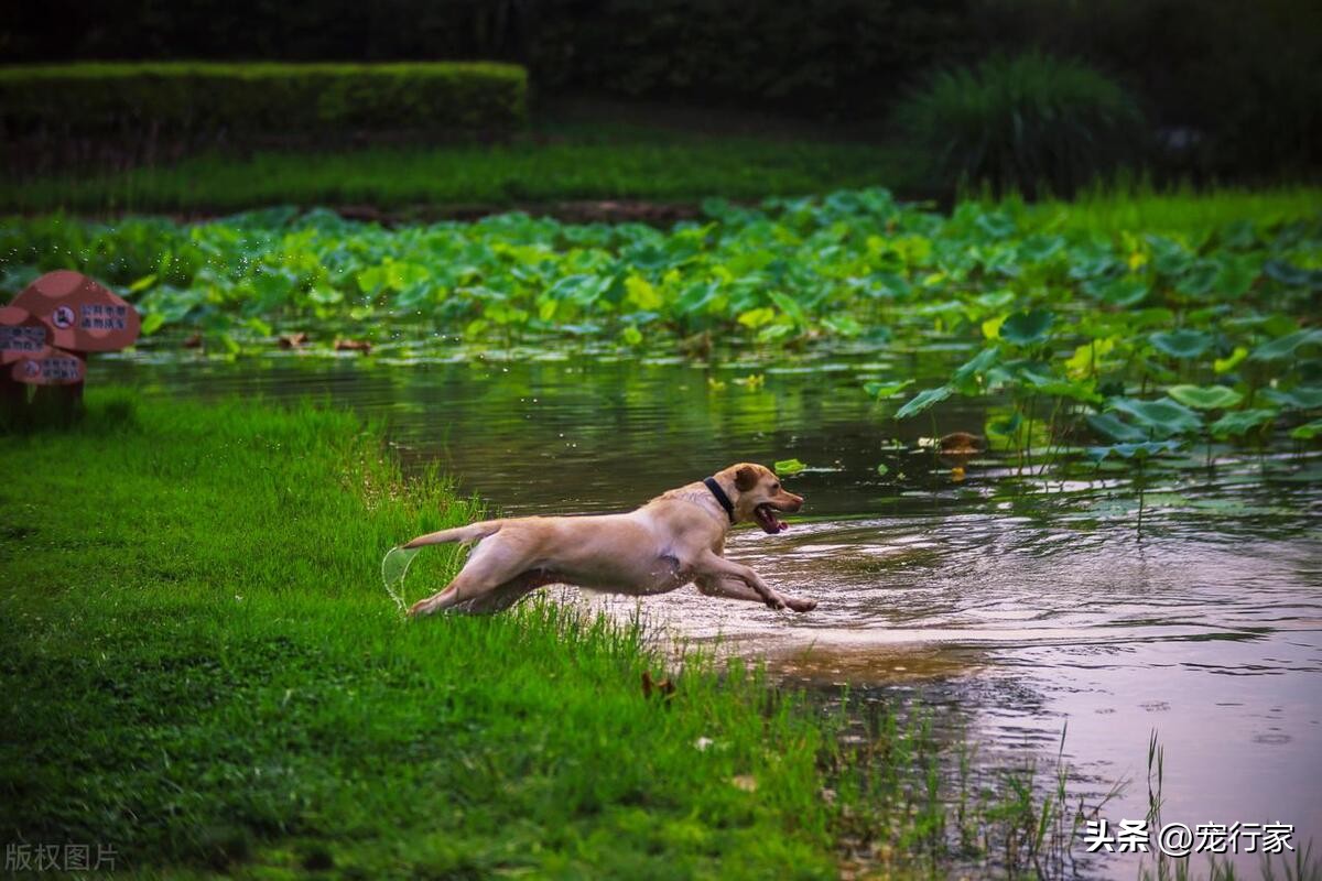 狗拉稀鱼腥味特重咋回事,狗狗身上腥臭味很重怎么回事